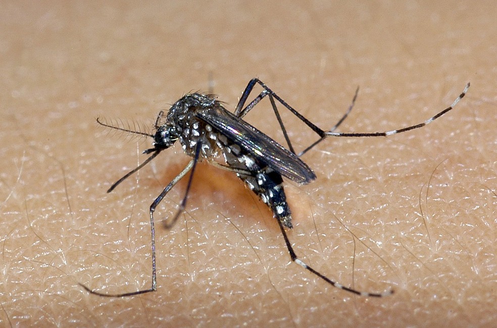 Casos de dengue aumentam 1137 nos quatro primeiros meses de 2022