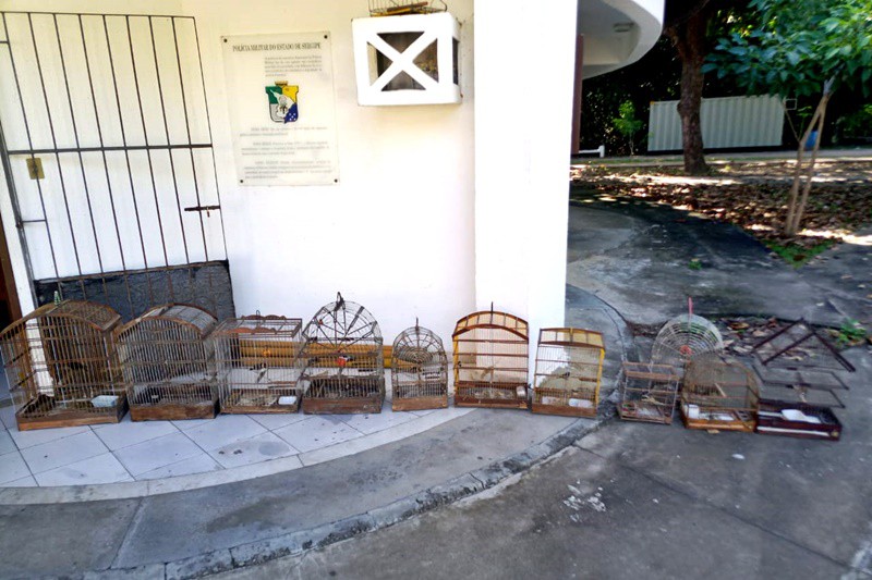 Policia apreende 11 passaros silvestres criados em cativeiro ilega Socorro