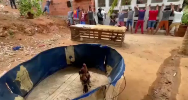 rinha de galo