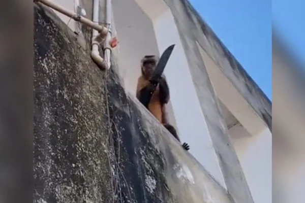 Macaco e flagrado amolando faca e assusta moradores no Piaui veja video