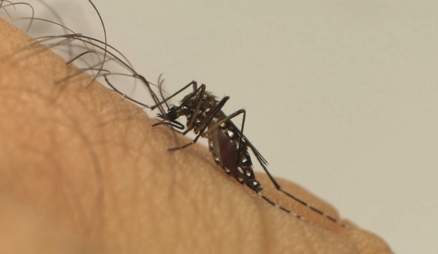 Aracaju tem tres bairros com alto risco de infestacao do Aedes aegypti
