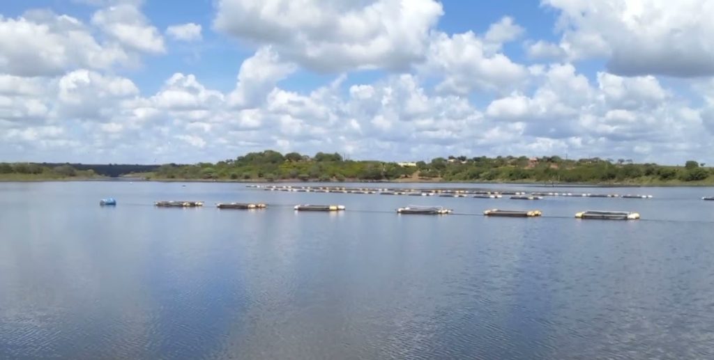 Codevasf realiza peixamento no Acude Tres Barras em Graccho Cardoso nesta quinta 7