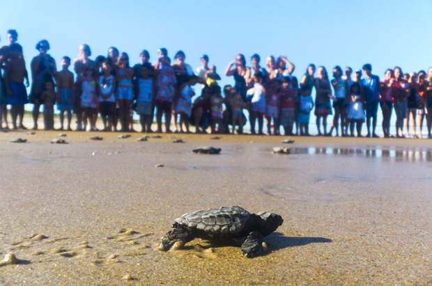 Tamar Aracaju realiza soltura de filhotes de tartarugas acontece nesta terca 26