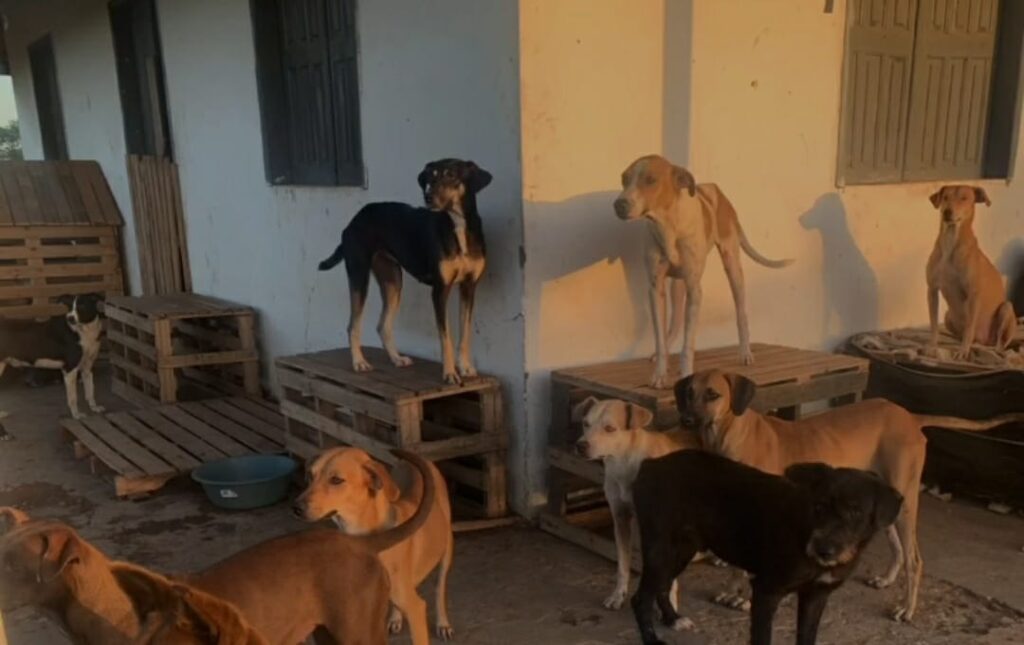 Abrigo de animais corre risco de despejo em Lagarto saiba como ajudar