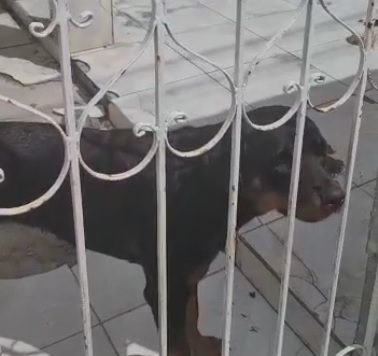 Animal abandonado e resgatado pela Policia em residencia de Socorro