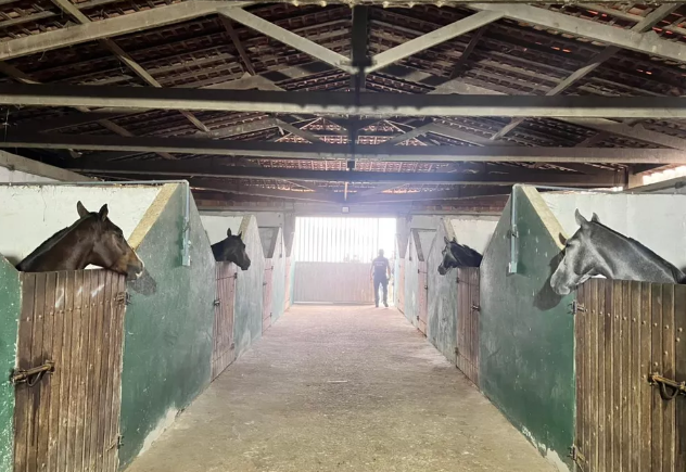 Polica apreende 41 cavalos de raca sem documentacao em haras de Valdevan Noventa
