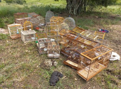 animais apreendidos