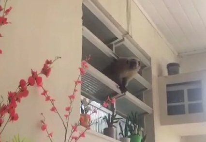 Macaco ameacado de extincao e encontrado em residencia de Aracaju