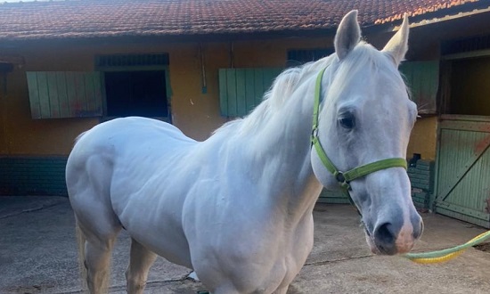 Cavalos avaliados em R 1 mi apreendidos no haras de Valdevan Noventa devem ser doados a PM de SE
