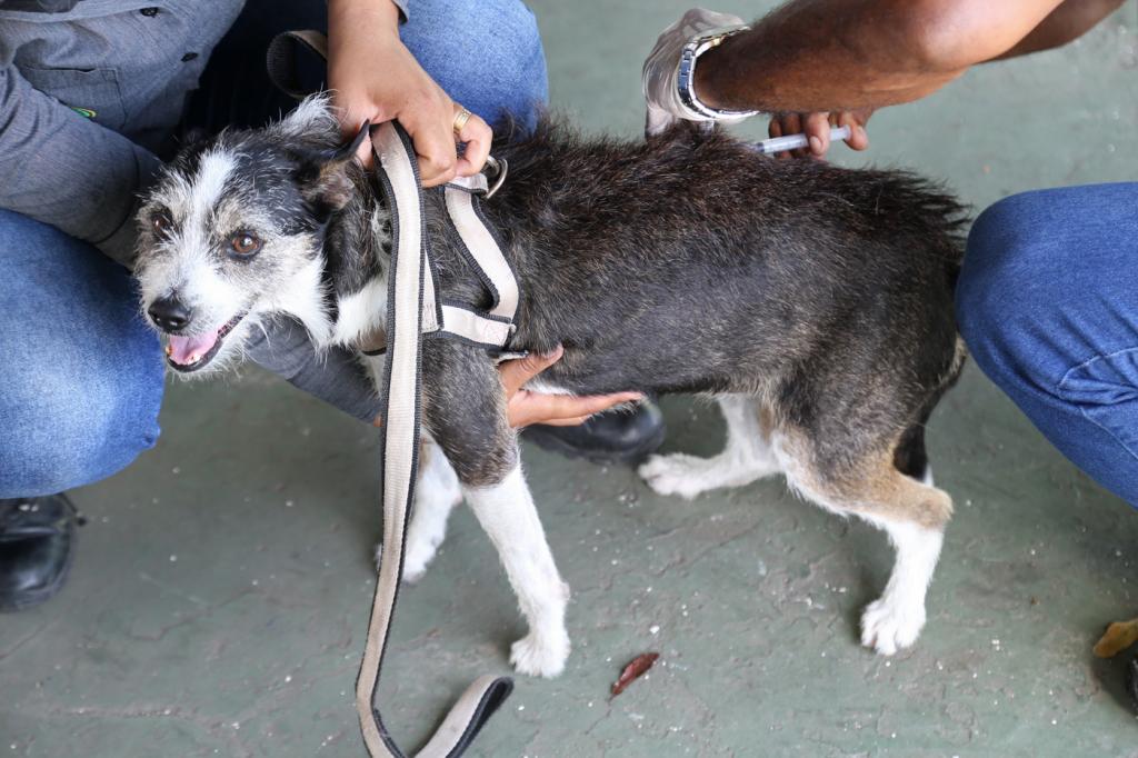 Campanha antirrabica em Aracaju tera 29 Postos Fixos neste sabado 5