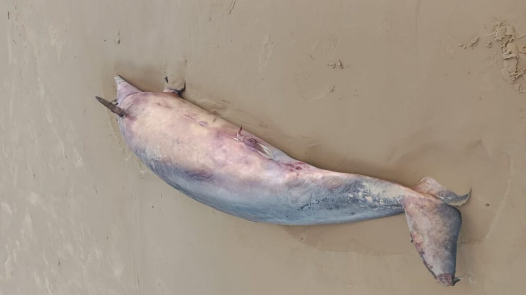 Golfinho e encontrado morto na praia da Aruana em Aracaju
