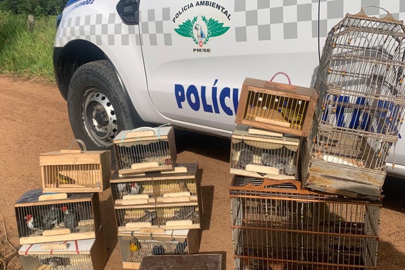 Policia apreende 51 aves silvestres comercializadas ilegalmente em Itabaiana