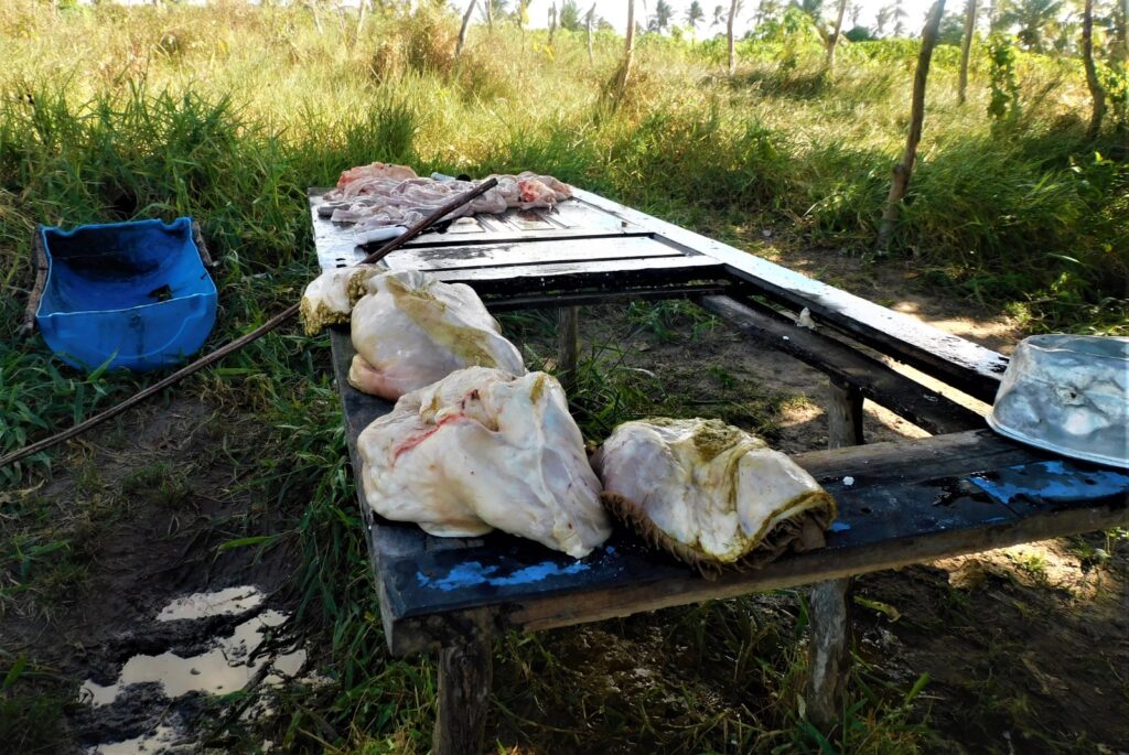 Policia flagra abatedouro clandestino em Itaporanga DAjuda