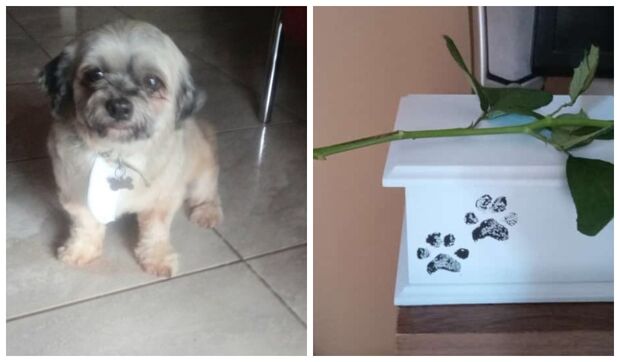 Tutora recebe cachorro morto apos banho e tosa em pet shop de MS