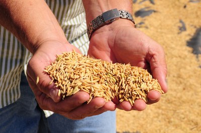 Codevasf Projetos de irrigacao em Sergipe produziram mais de 45 mil toneladas de itens agricolas em 2022