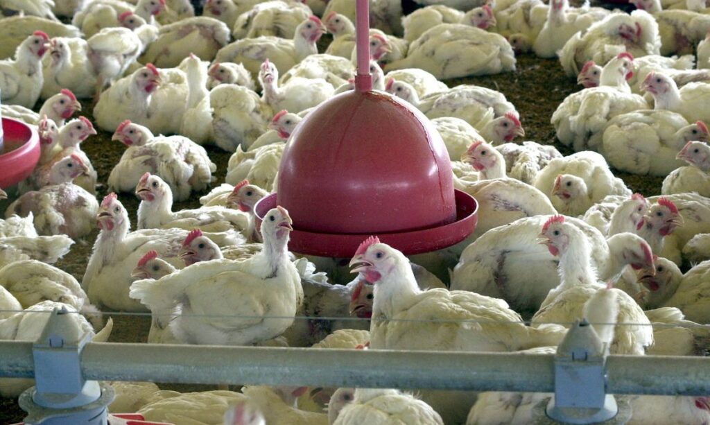 China confirma primeiro caso no mundo de gripe aviaria H10N3 em humano