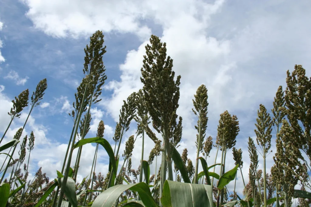 sorgo embrapa 1536x1024 1
