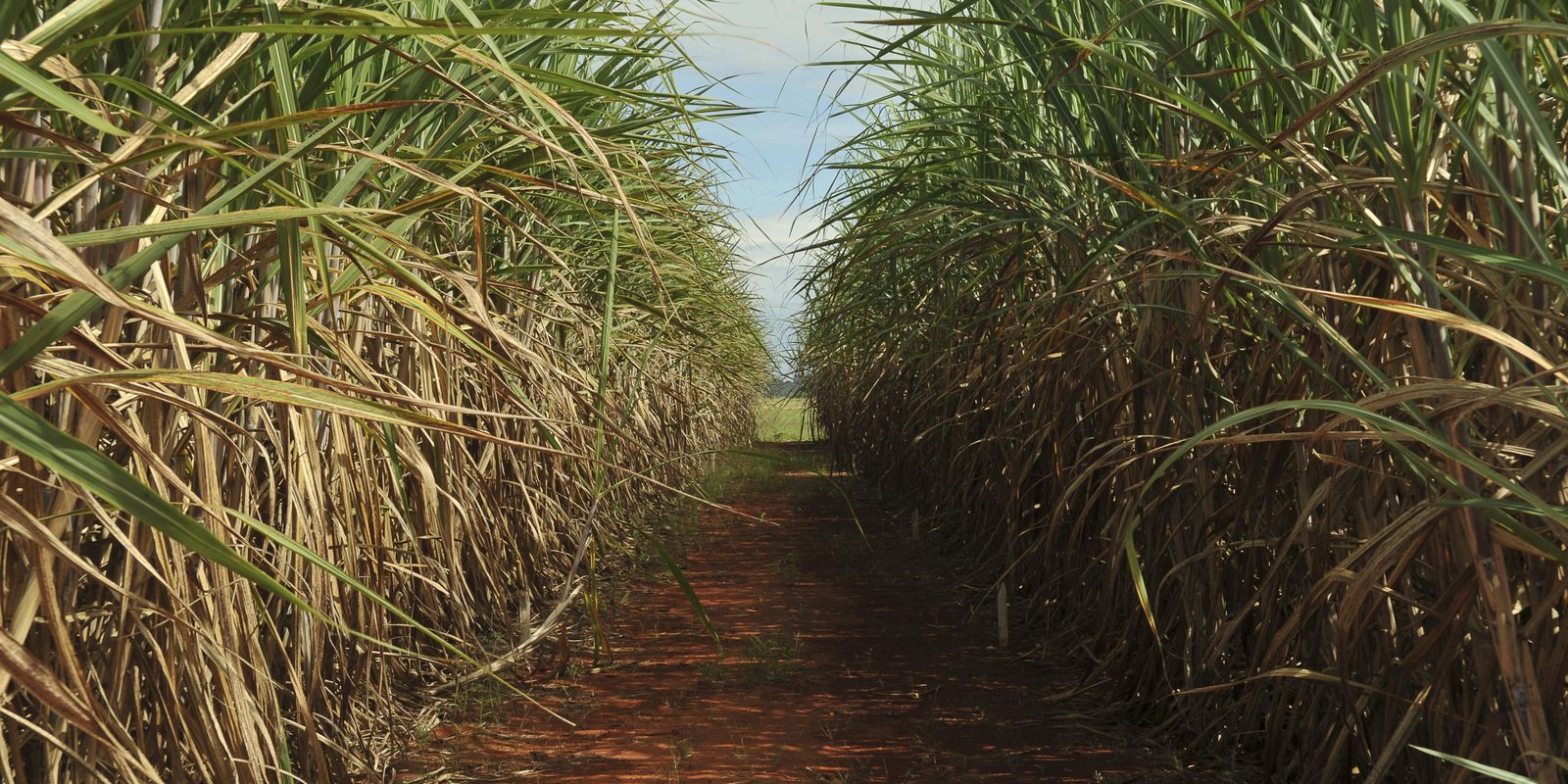 Conab aponta avanço na safra de cana 2026/27 e aumento da área