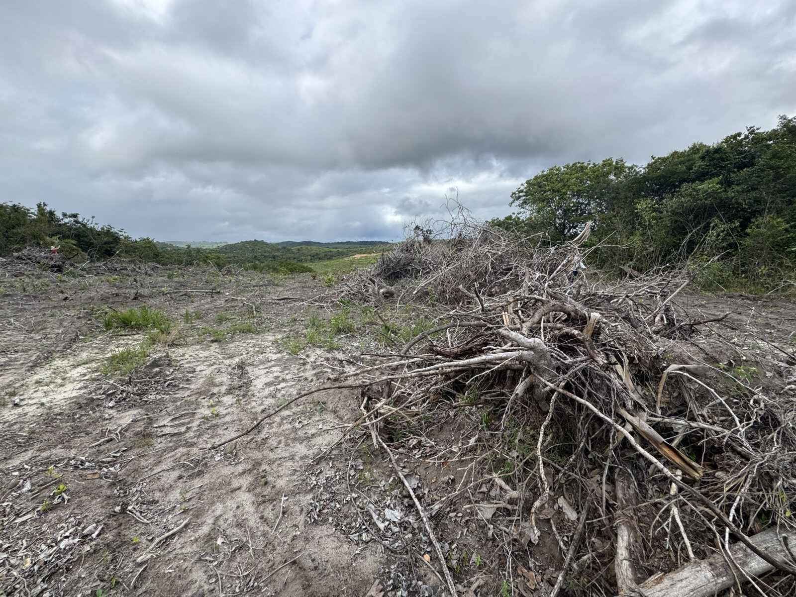 Força-tarefa autua e embarga áreas após 10 ha de desmate em Sergipe 1 Força-tarefa autua e embarga áreas após 10 ha de desmate em Sergipe