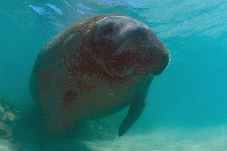Justiça ordena medidas imediatas contra colisões e assédio ao peixe-boi Astro