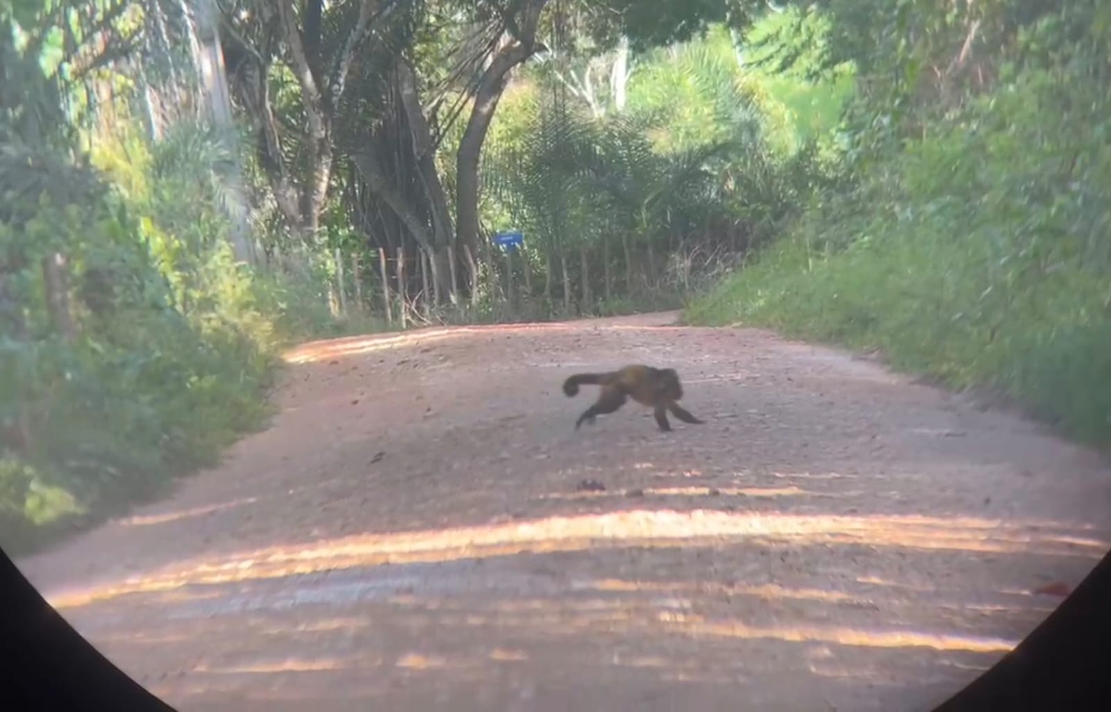 Time Brasil-Espanha monitora primatas em fragmentos da Mata Atlântica