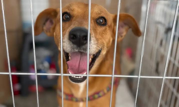 Adote um pet: RioMar Aracaju realiza 66ª edição de adoção neste sábado