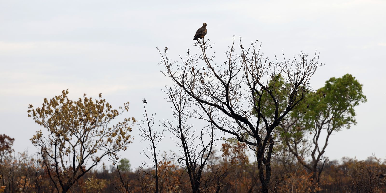 Alertas de desmatamento no Cerrado caem 18,9% em agosto, aponta Inpe
