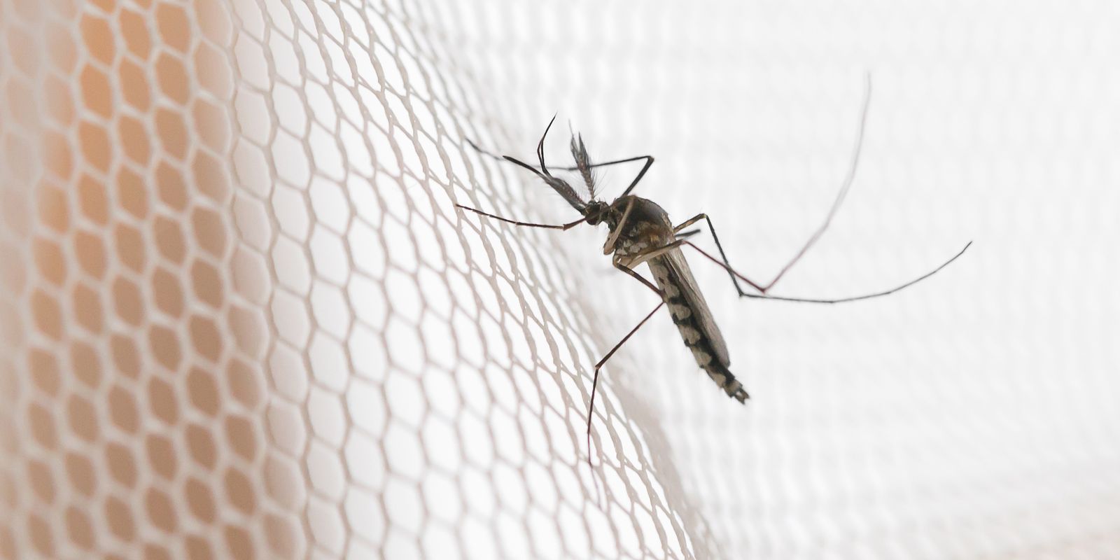 Dengue dispara no noroeste de SP; Araçatuba, Prudente e Rio Preto na frente
