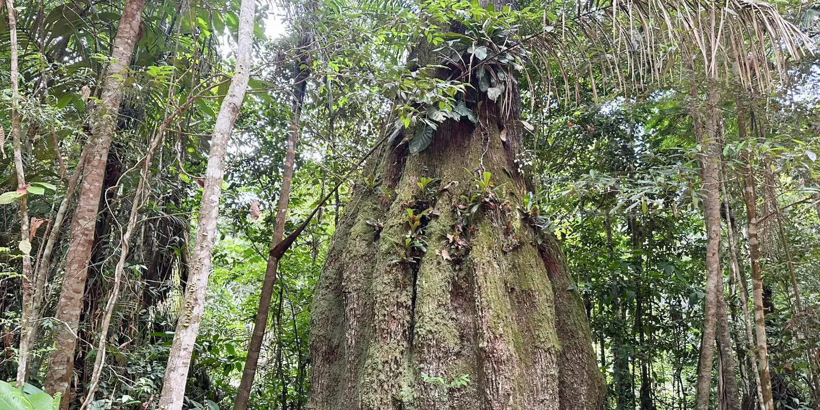 Governo cria quatro reservas no Amazonas e protege 669 mil hectares