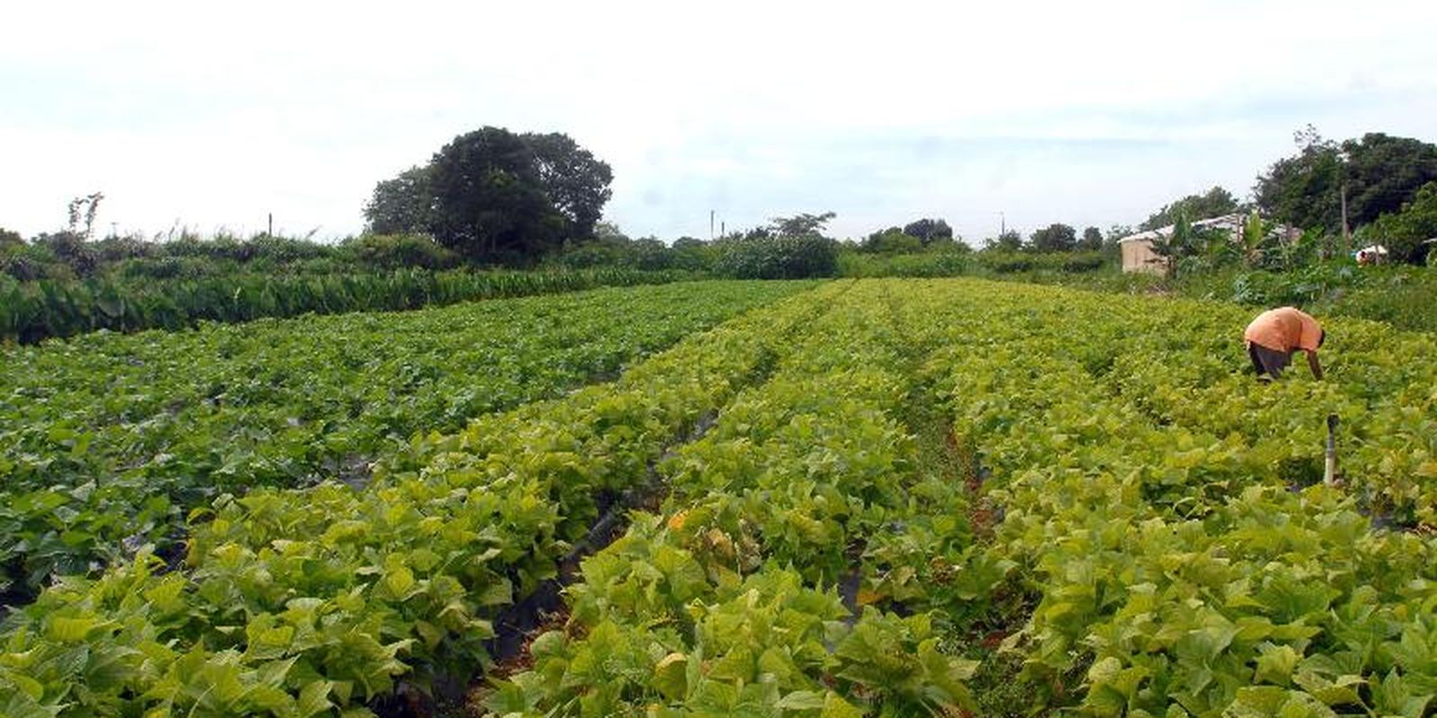 Governo destina R$64,3 mi para segurança alimentar e projetos indígenas 1 Governo destina R$64,3 mi para segurança alimentar e projetos indígenas