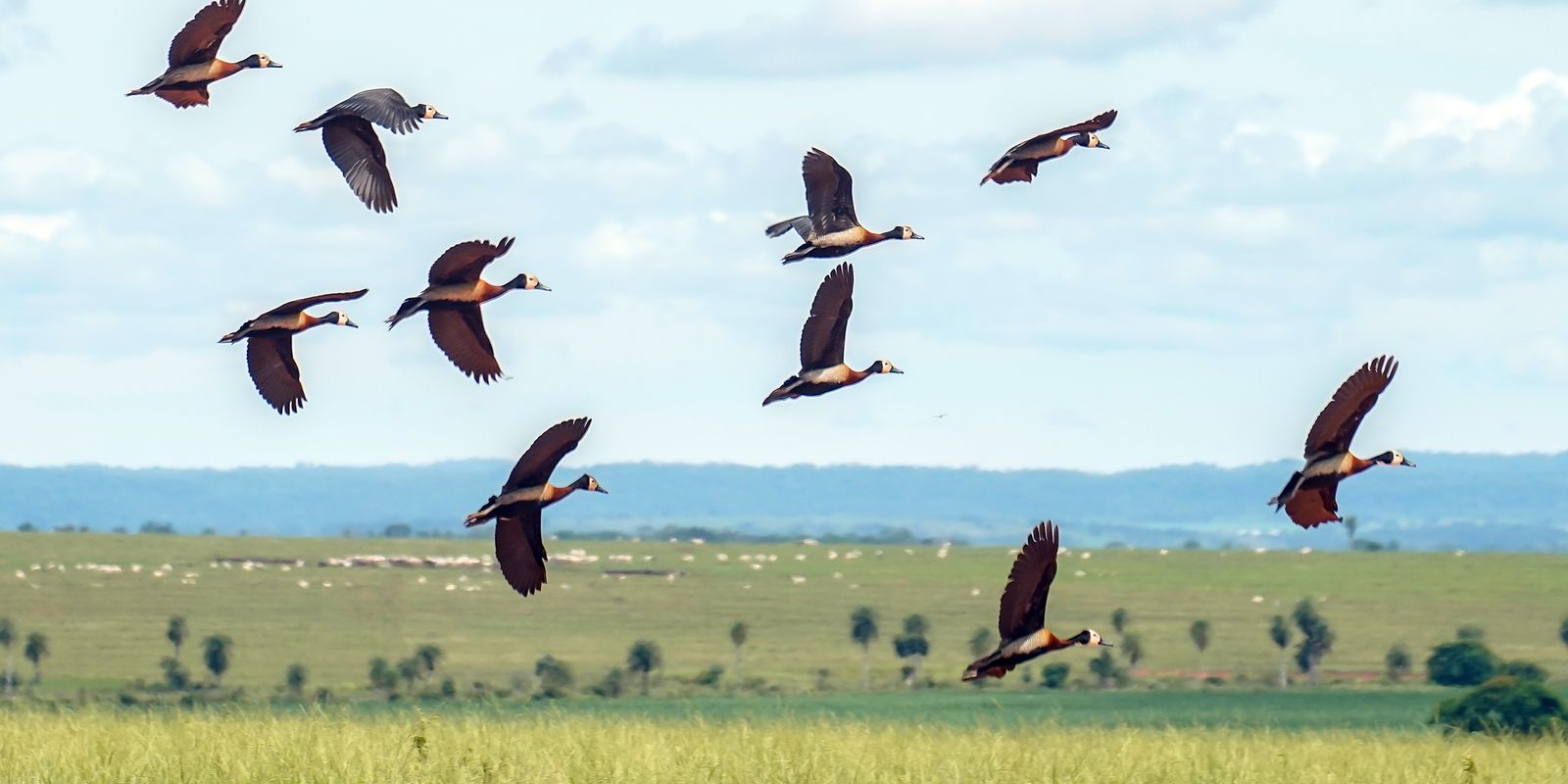Investir US$ 1,317 trilhão por ano é necessário para salvar biodiversidade