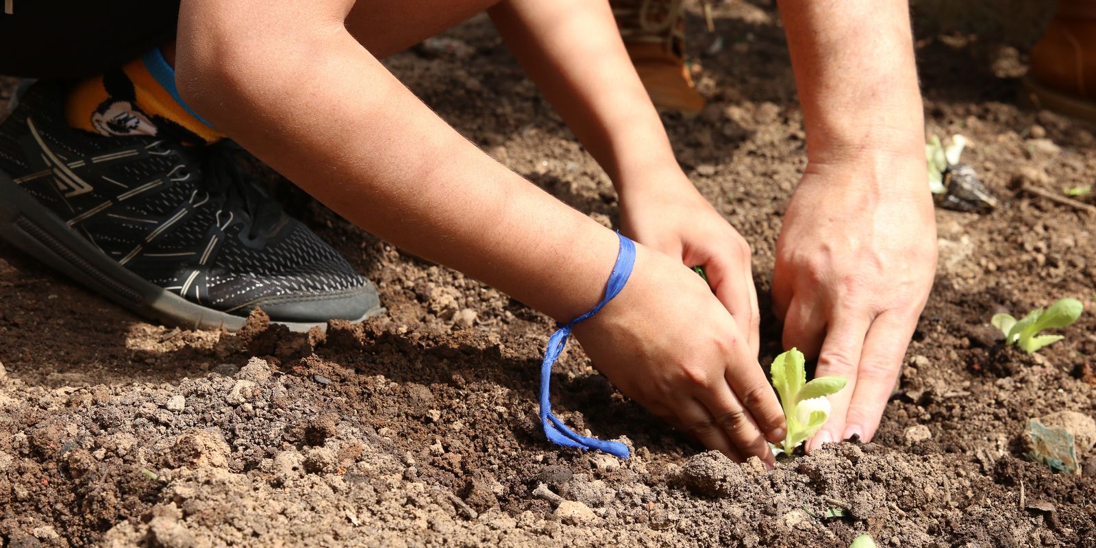 Organizações cobram compromisso dos candidatos de SP com agroecologia