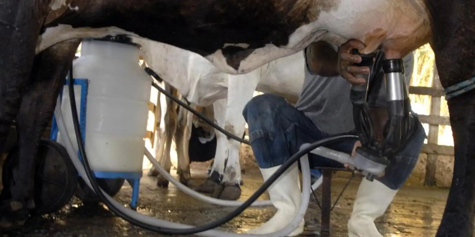 Produção de leite atinge 36,7 bilhões de litros em 2025, com menos vacas