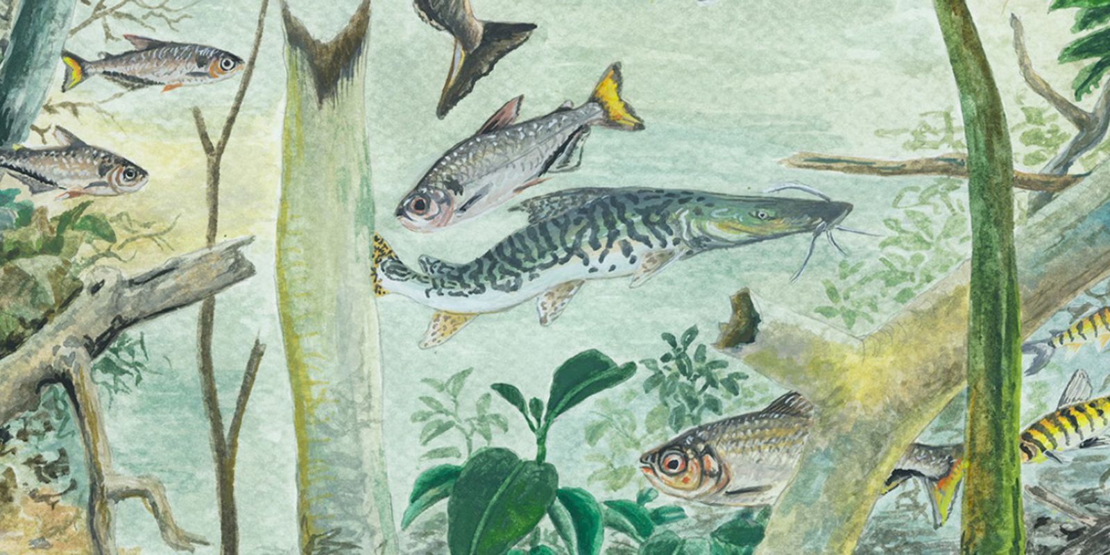 Relatório revela 2,7 mil peixes na Amazônia e alerta para perdas