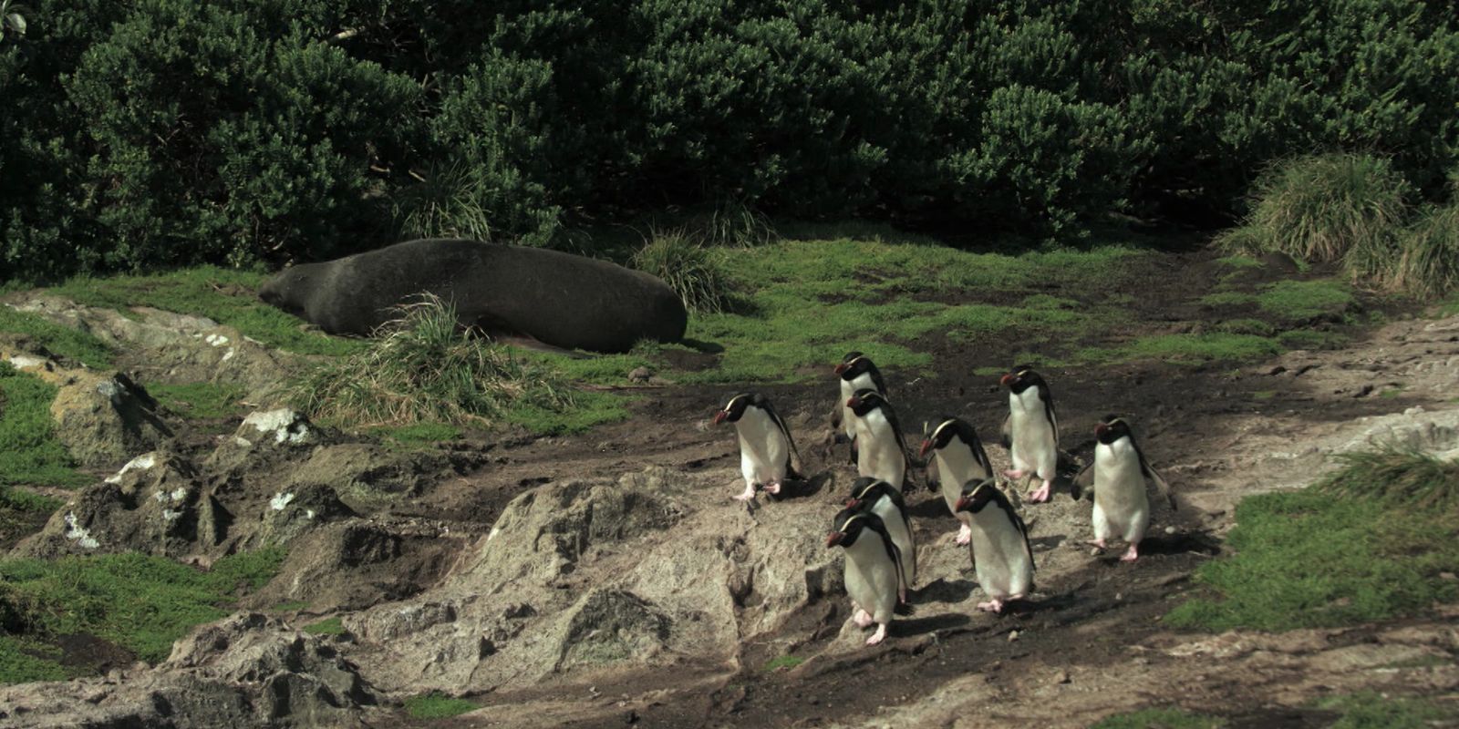 TV Brasil estreia série sobre fauna marinha nesta terça às 21h30