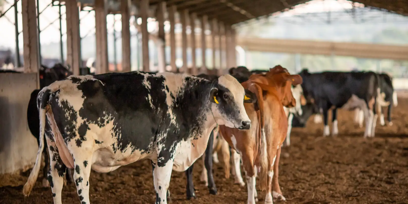 UE bloqueia importação de carnes, mel e ovos do Brasil; US$ 2 bi ameaçados