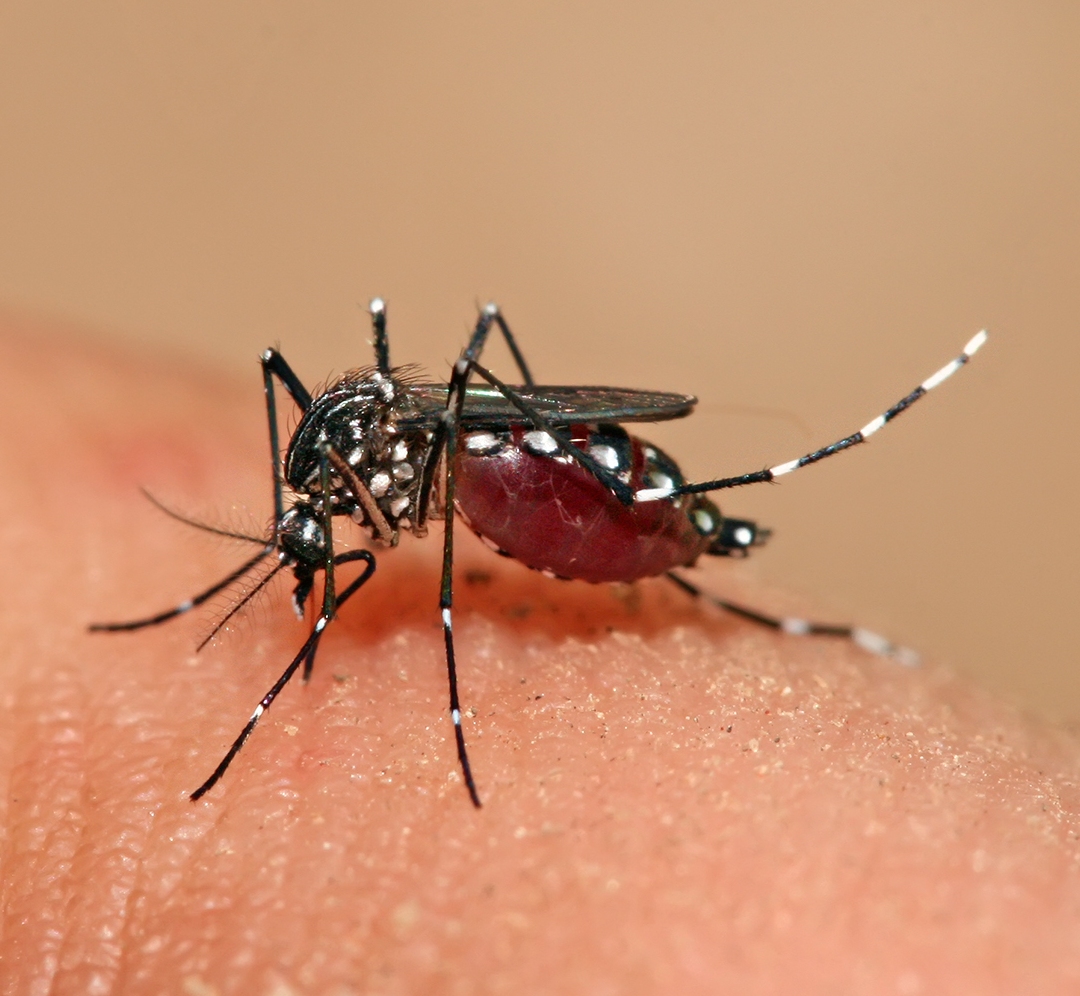 aedes 49 dos municipios em alerta entenda os riscos 20261008