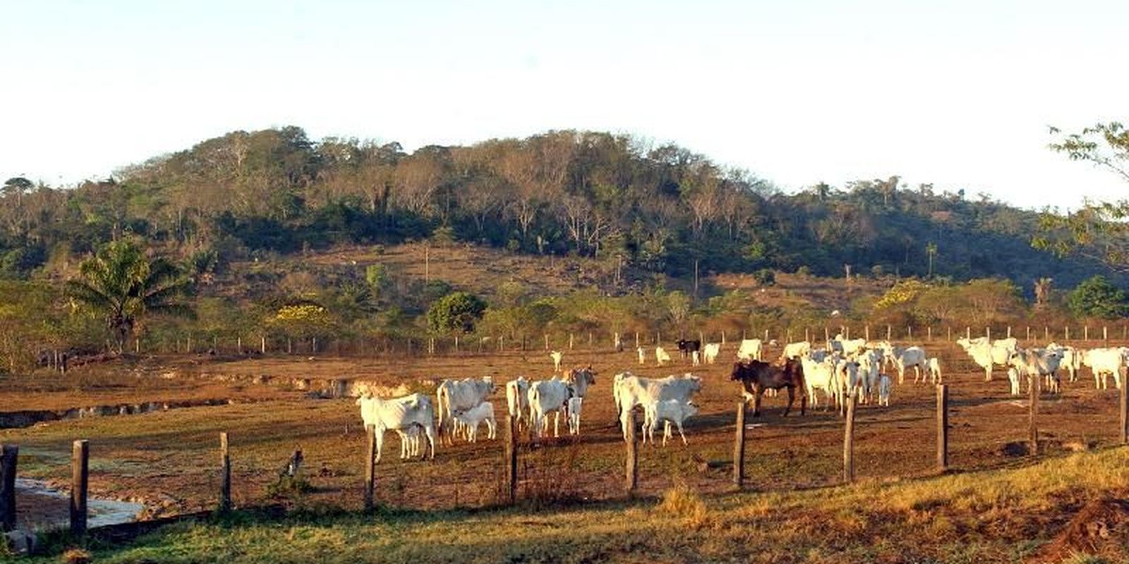 Agropecuária ocupa 30,5% dos entornos de áreas protegidas na Amazônia