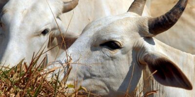 China eleva tarifa para 67% sobre carne bovina brasileira nesta quinta