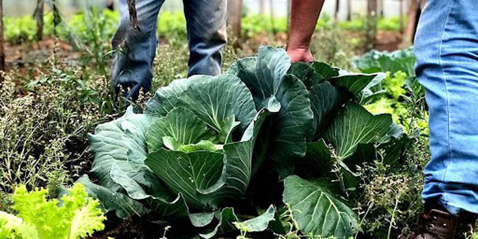 Cozinhas solidárias e agricultores unem forças no Dia Mundial da Alimentação