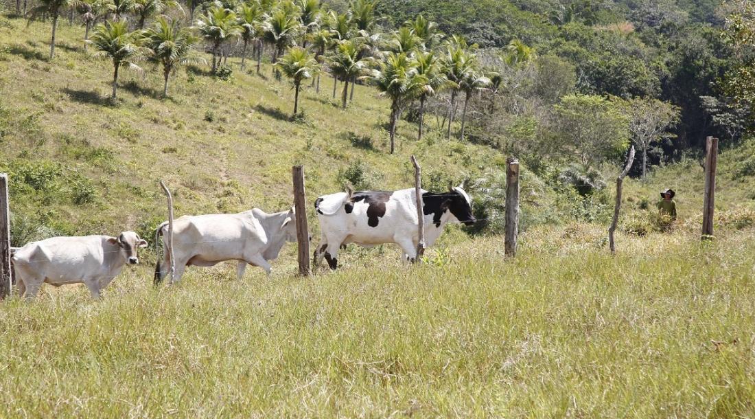 Programa oferta IATF gratuita e amplia rebanhos familiares em Sergipe