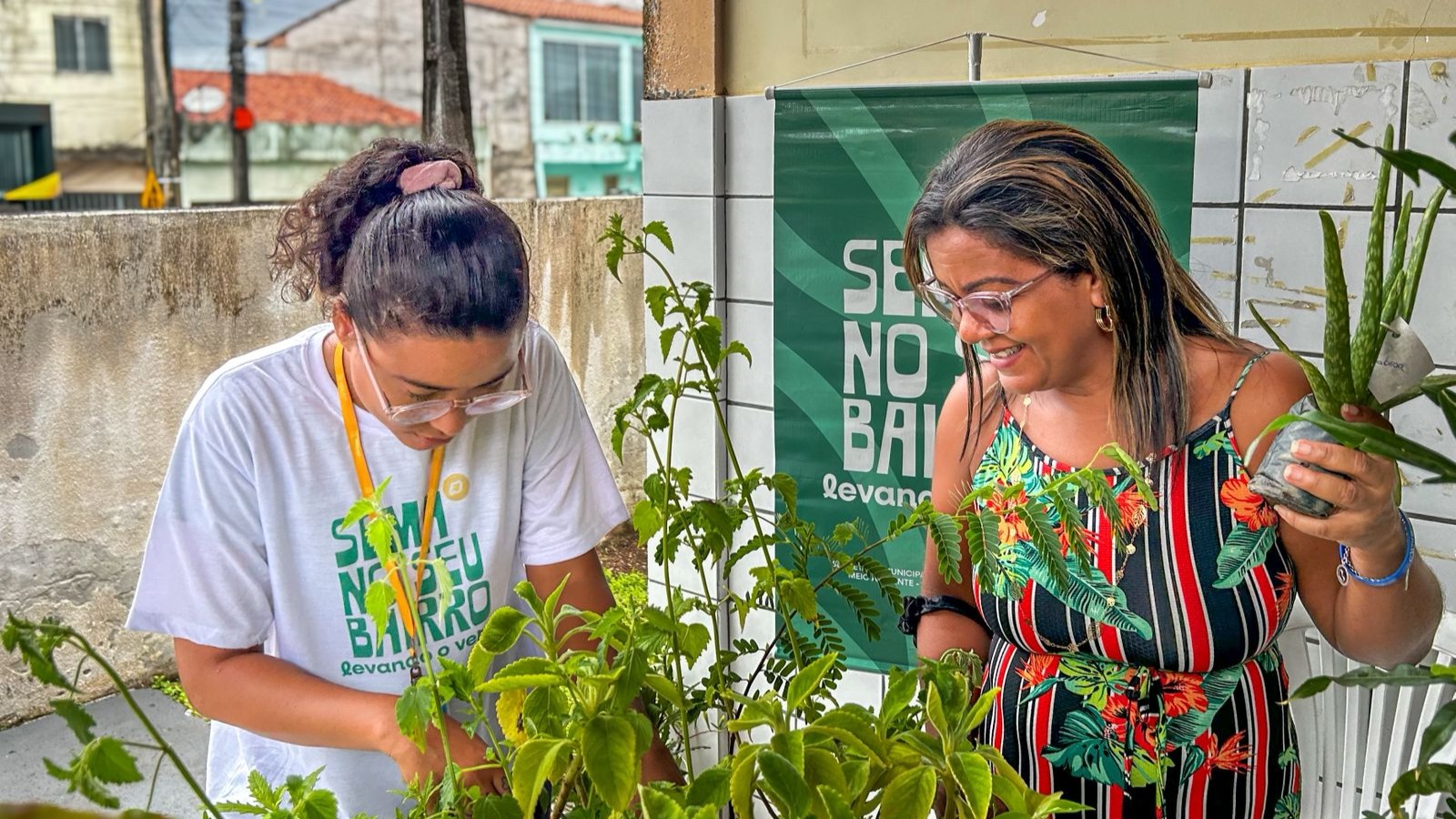 Sema distribuirá 200 mudas gratuitas no Jabotiana nesta quinta-feira